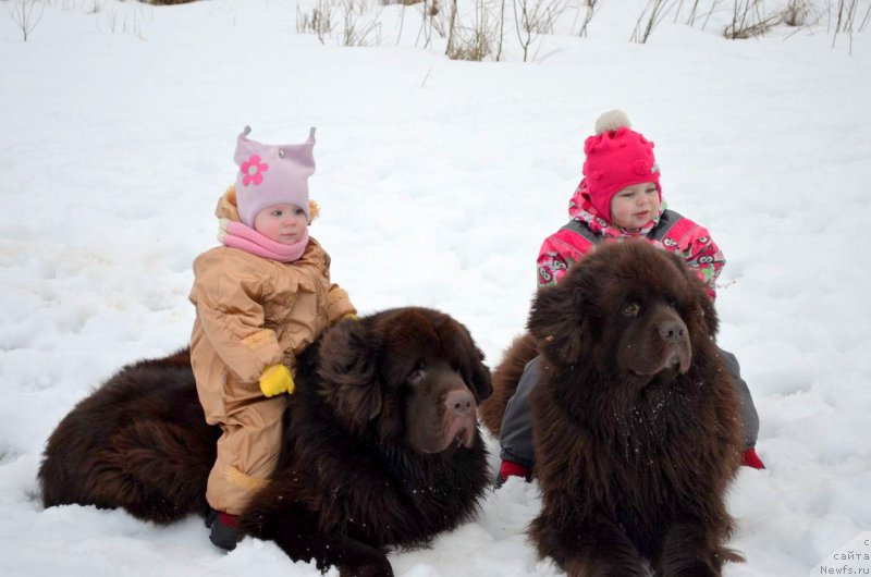 Фото: ньюфаундленд Фанньюф Антураж Арагорн, ньюфаундленд Символ Роскоши и Любви (Simvol Roskoshi I Lubvi)
