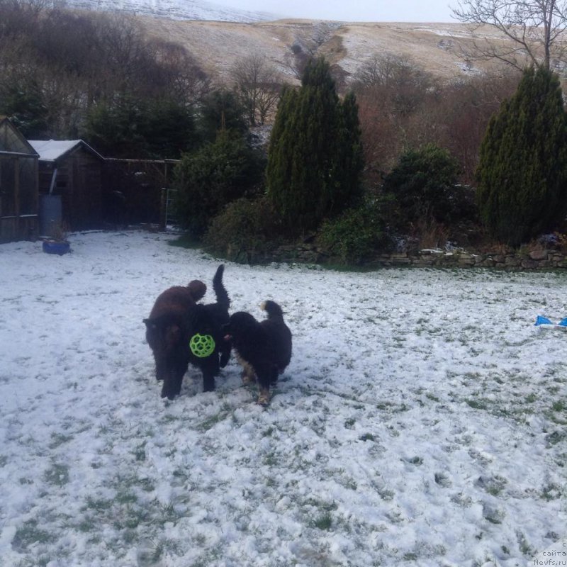 Фото: ньюфаундленд Бравада с Берега Дона (Bravada s Berega Dona), и ее друзья