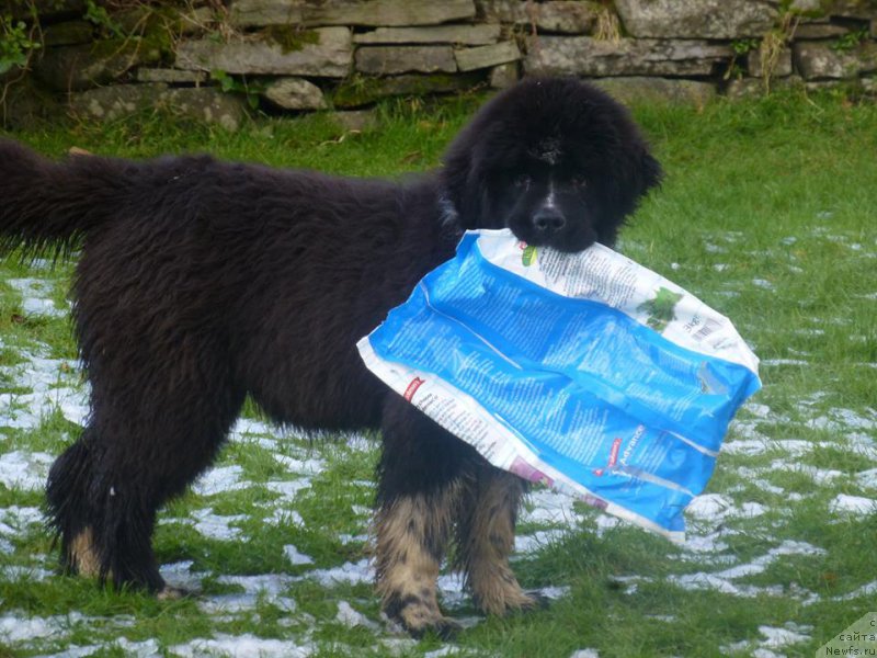 Фото: ньюфаундленд Бравада с Берега Дона (Bravada s Berega Dona)