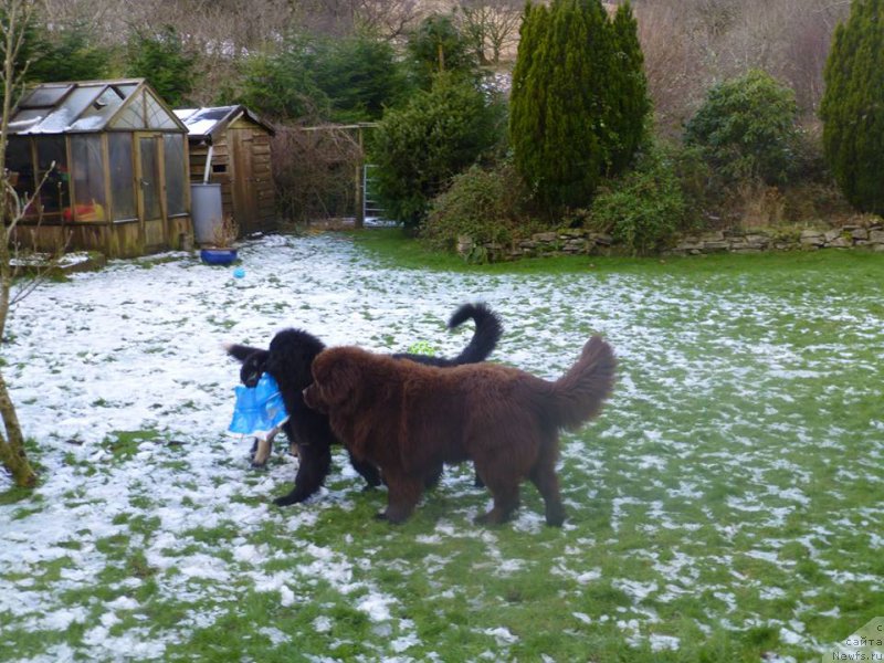 Фото: ньюфаундленд Бравада с Берега Дона (Bravada s Berega Dona), одна из них
