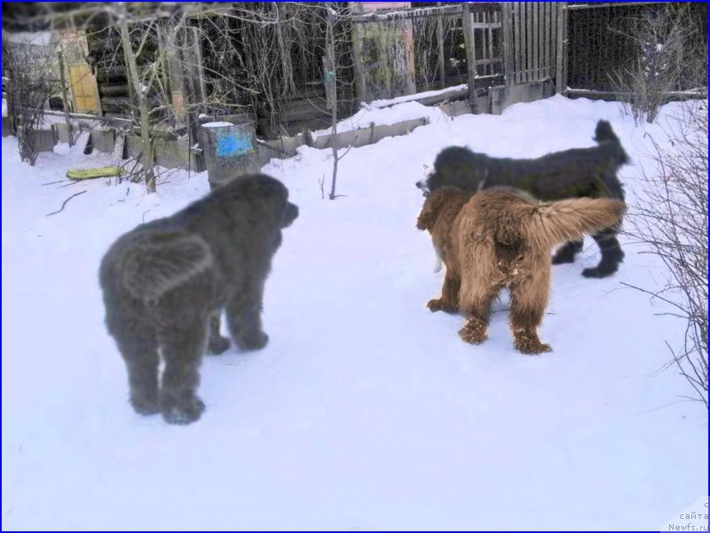 Фотография № 172999