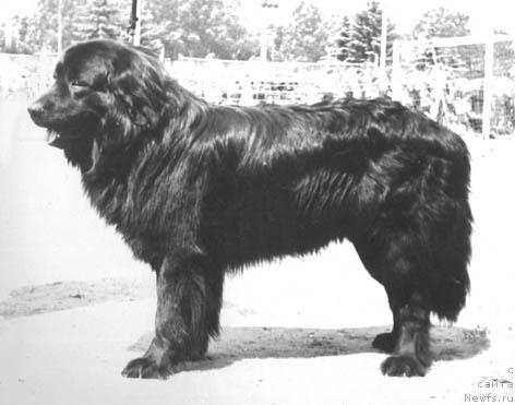 Фото: ньюфаундленд Зевс Шери Лель