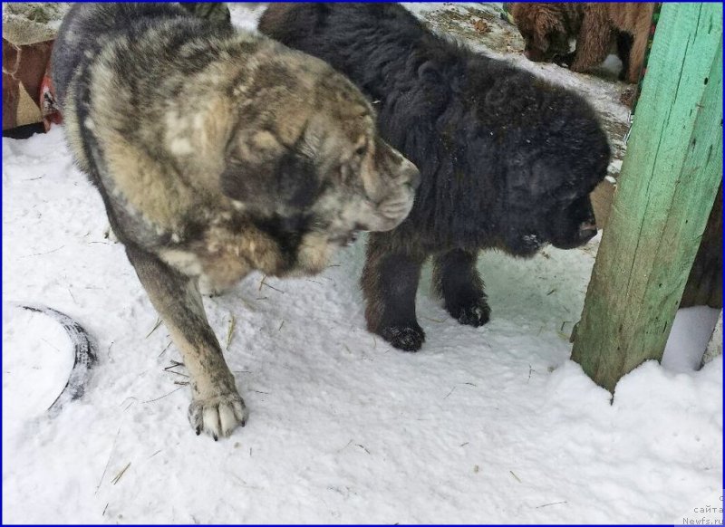 Фото: ньюфаундленд Валенсия Черная Жемчужина, ДЕН