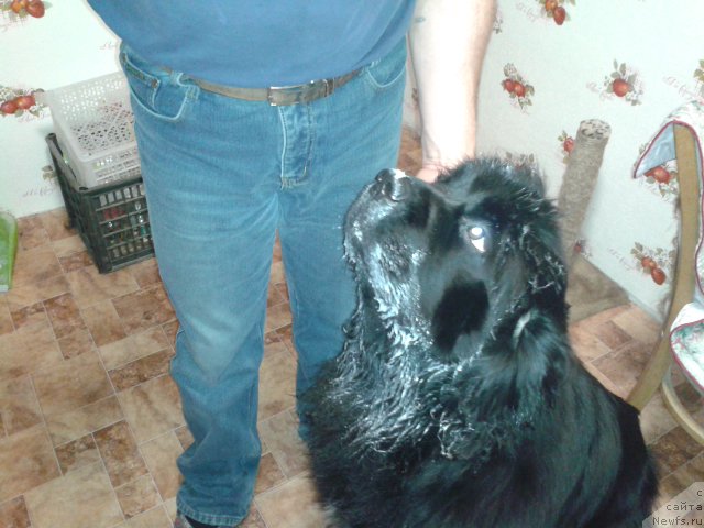 Фото: ньюфаундленд Супер Премиум Мерлин Монро