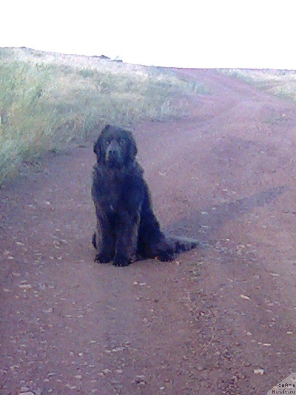 Фото: ньюфаундленд Черный Шарм Амбер Бест Дог ФО Марлеон, ньюфаундленд Аквамариновая Красотка для Марлеон, НАШ СЫНОК