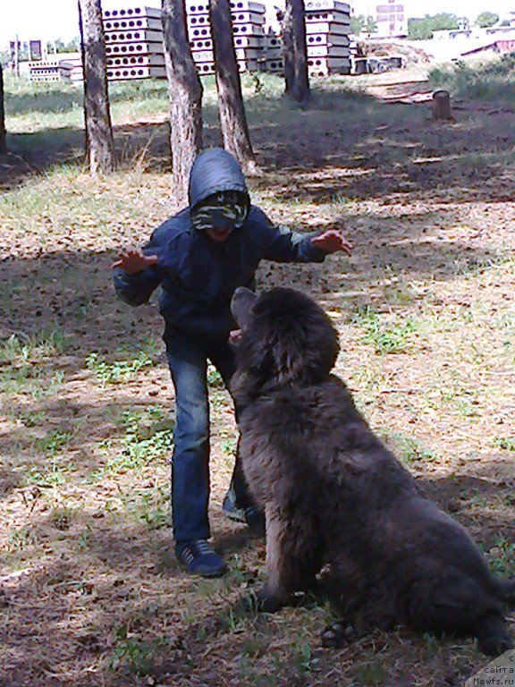 Фото: ньюфаундленд Черный Шарм Амбер Бест Дог ФО Марлеон, ньюфаундленд Аквамариновая Красотка для Марлеон, НАШ СЫНОК