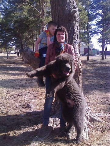 Фото: ньюфаундленд Черный Шарм Амбер Бест Дог ФО Марлеон, ньюфаундленд Аквамариновая Красотка для Марлеон, НАШ СЫНОК