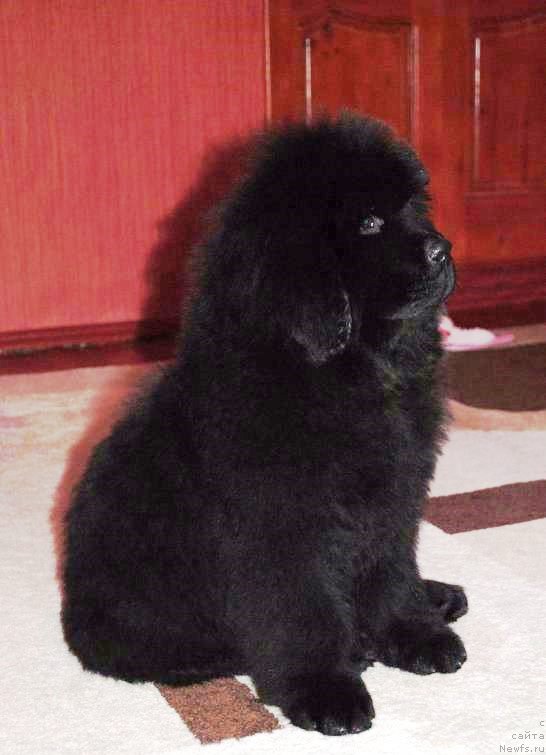 Фото: ньюфаундленд Моя Стихия Итальянский Мачо