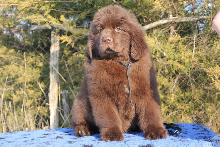Фото: ньюфаундленд Ваше Благородие с Берега Дона (Vashe Blagorodie s Berega Dona)