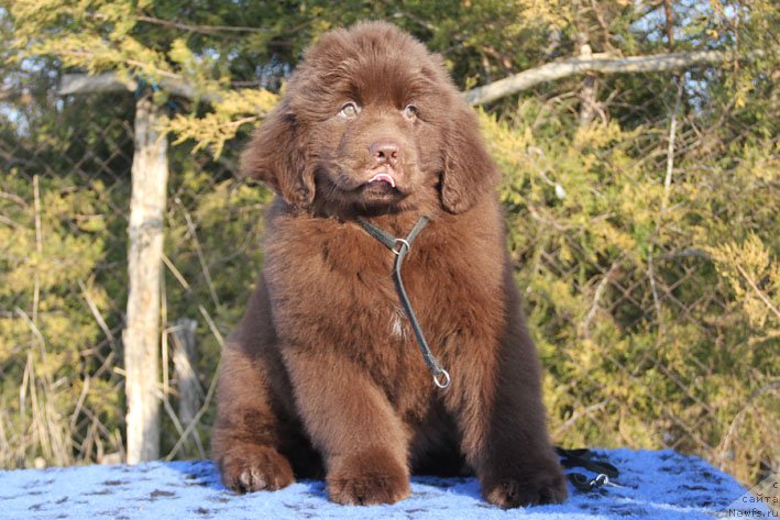Фото: ньюфаундленд Ваше Благородие с Берега Дона (Vashe Blagorodie s Berega Dona)