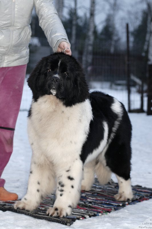 Фотография № 173040