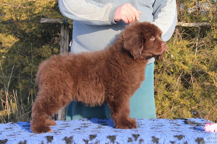 Фото: ньюфаундленд Ваше Благородие с Берега Дона (Vashe Blagorodie s Berega Dona)