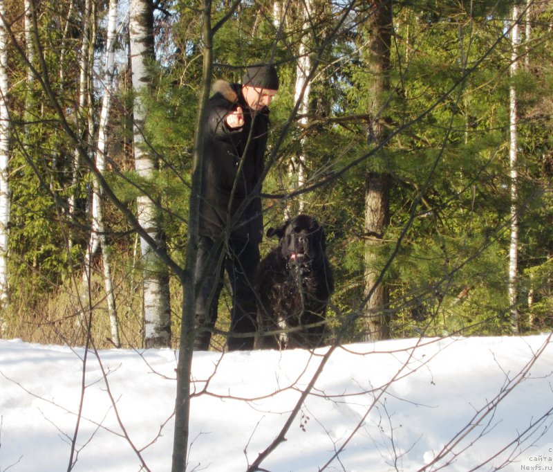 Фото: ньюфаундленд Cristalmar Cadeaux de Noel
