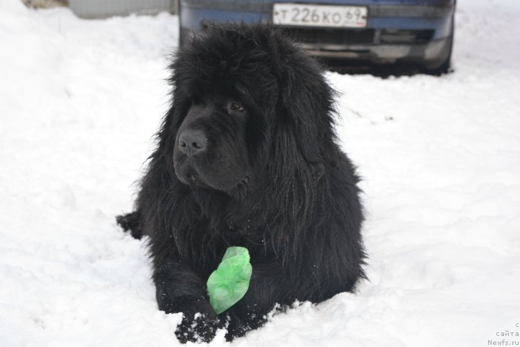 Фото: ньюфаундленд Сент Джонс Юкатан