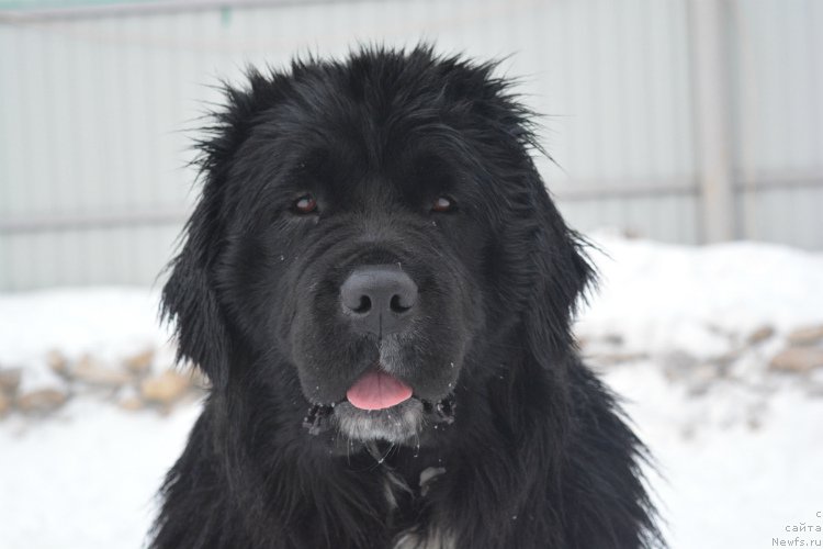 Фото: ньюфаундленд Сент Джонс Евразия