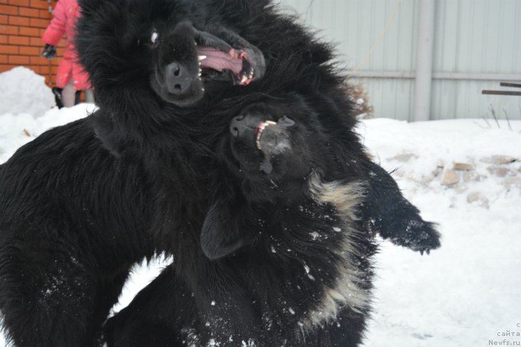 Фото: ньюфаундленд Сент Джонс Евразия, ньюфаундленд Сент Джонс Юкатан