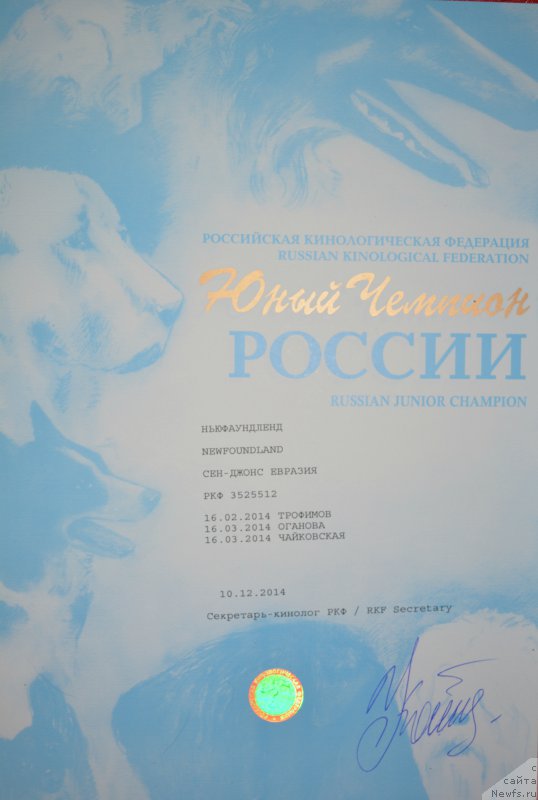 Фото: ньюфаундленд Сент Джонс Евразия