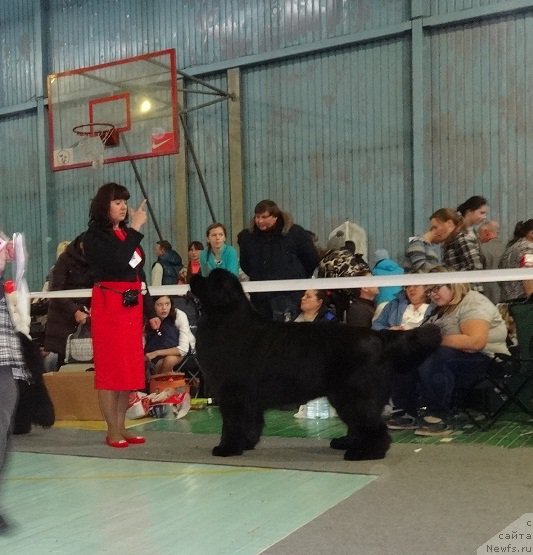 Фото: ньюфаундленд Ньюфорт Шон Волмари Триумф (Njufort Shawn Wallmar Triumph), Галина Морозова