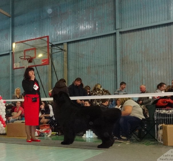 Фото: ньюфаундленд Ньюфорт Шон Волмари Триумф (Njufort Shawn Wallmar Triumph)