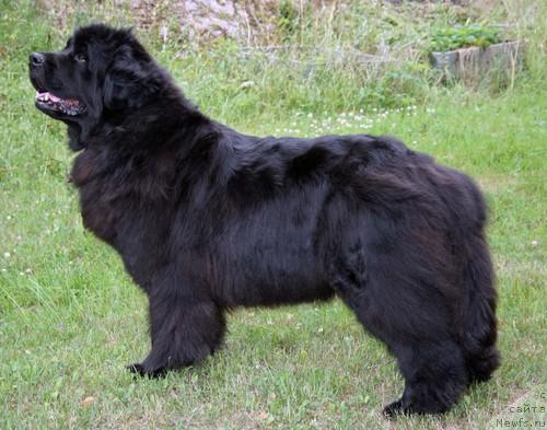 Фото: ньюфаундленд Yalatkit's Love Made Lady