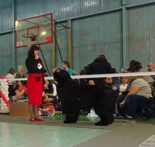 Фото: ньюфаундленд Ньюфорт Шон Волмари Триумф (Njufort Shawn Wallmar Triumph)