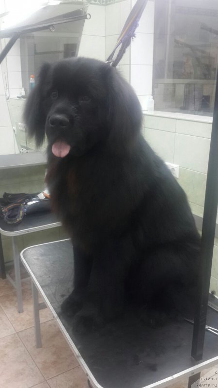 Фото: ньюфаундленд Жустин Блэк