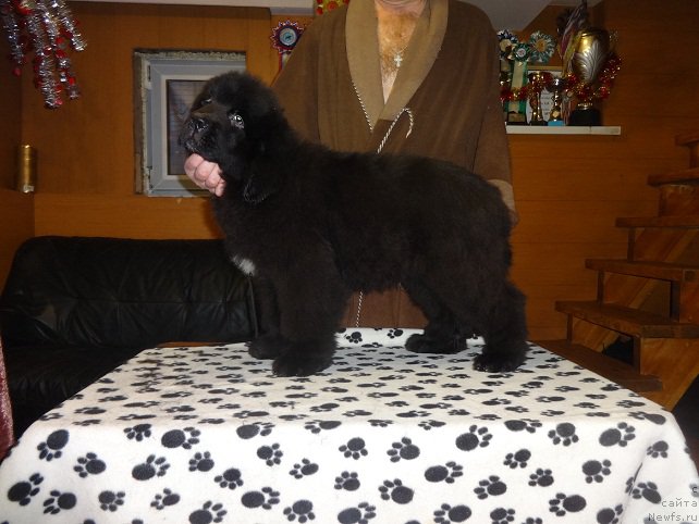 Фото: ньюфаундленд Ньюфорт Астон Мартин для С'Нежной Вьюги