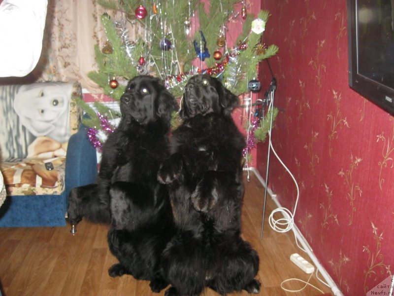 Фото: ньюфаундленд Юнона, ньюфаундленд Чеслава Дар Гая Паччи-Николь