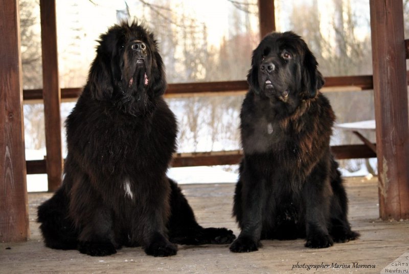Фото: ньюфаундленд Черный Чанк с Берега Дона (Chernyj Chank s Berega Dona), ньюфаундленд Бегущая по Волнам Византия де Люкс