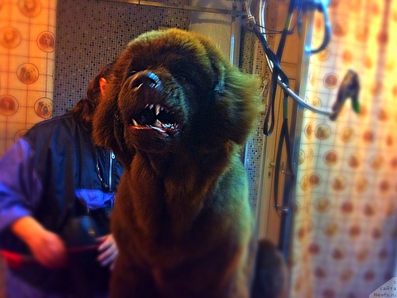 Фото: ньюфаундленд Браунблад МСК Хэппи Тедди (Brownblood MSK Happy Teddy)