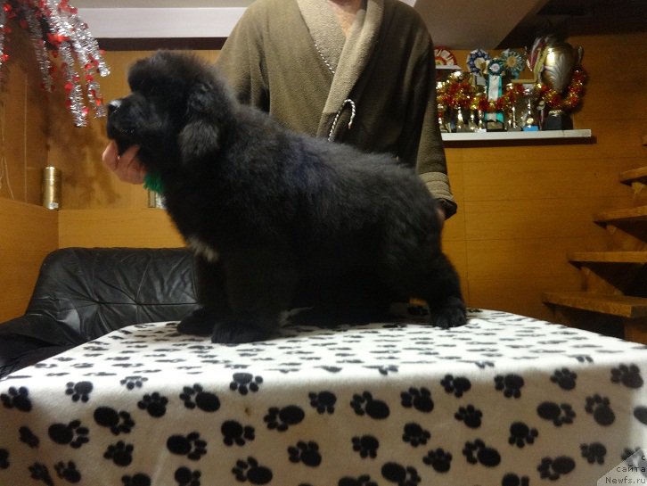 Фото: ньюфаундленд Ньюфорт Абсолют