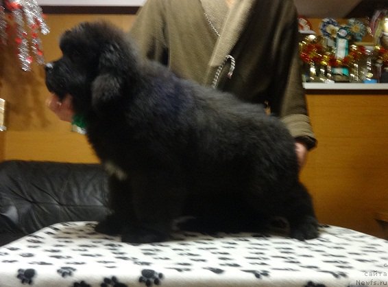 Фото: ньюфаундленд Ньюфорт Абсолют