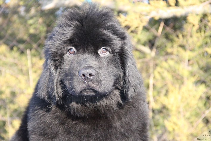 Фото: ньюфаундленд Вперед Зовущая с Берега Дона (Vpered Zovuschaya s Berega Dona)