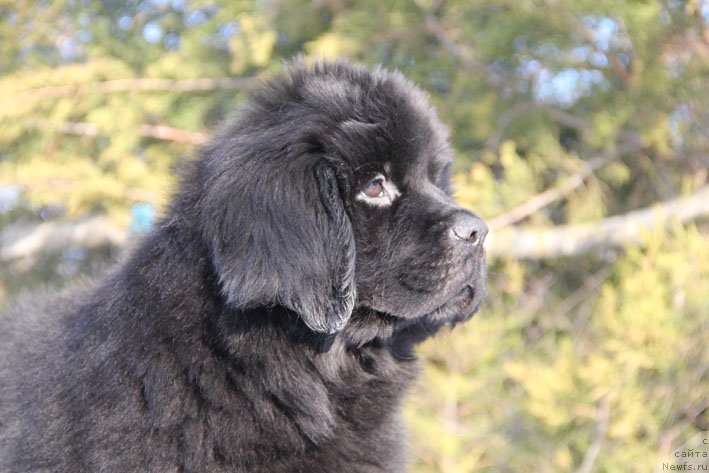 Фото: ньюфаундленд Вперед Зовущая с Берега Дона (Vpered Zovuschaya s Berega Dona)