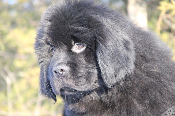 Фото: ньюфаундленд Вперед Зовущая с Берега Дона (Vpered Zovuschaya s Berega Dona)