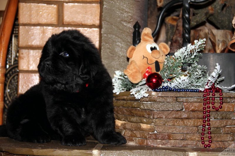 Фото: ньюфаундленд Angel Khranitel Vernon, ньюфаундленд Аллегро Кон Брио Династия Совершенства (Allegro Con Brio Dinastiya Soverchenstva)