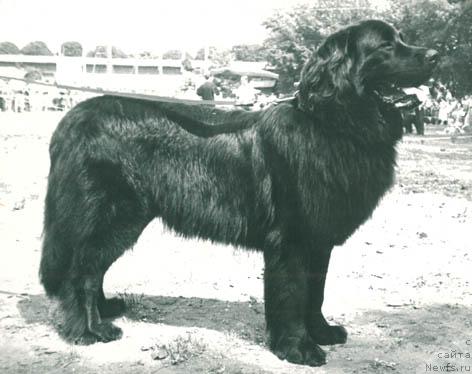 Фото: ньюфаундленд Захар Шери Лель (Zakhar Sheri Lel)