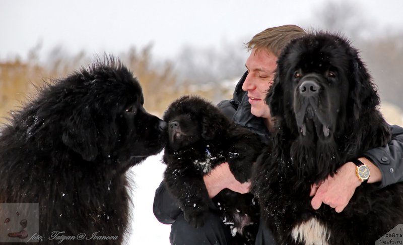 Фото: ньюфаундленд Эльбрус из Антаграда, ньюфаундленд Русалочка из Племени Кедра (Rusalochka iz Plemeni Kedra)