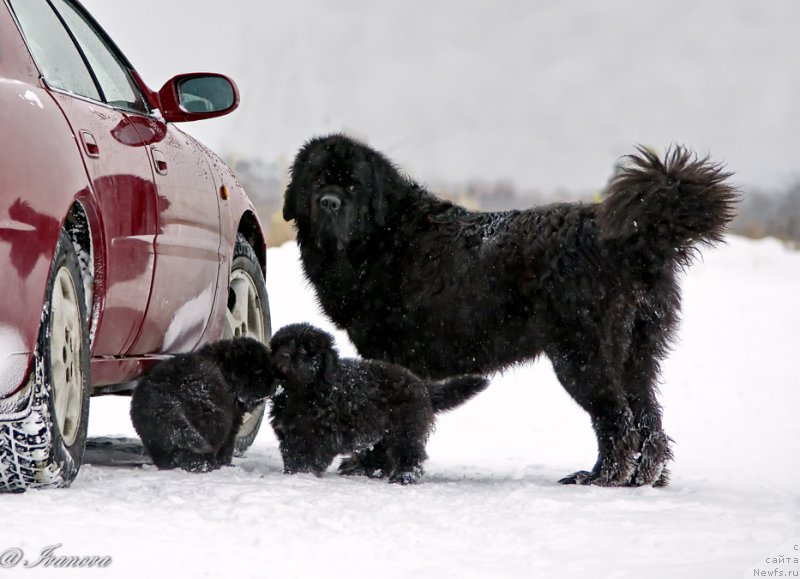 Фото: ньюфаундленд Русалочка из Племени Кедра (Rusalochka iz Plemeni Kedra)