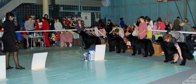 Фото: ньюфаундленд Супер Бизон Индия, ньюфаундленд Супер Бизон Лаутхани Лайма, ньюфаундленд Супер Бизон Лакшми Лана, ньюфаундленд Супер Бизон Латино