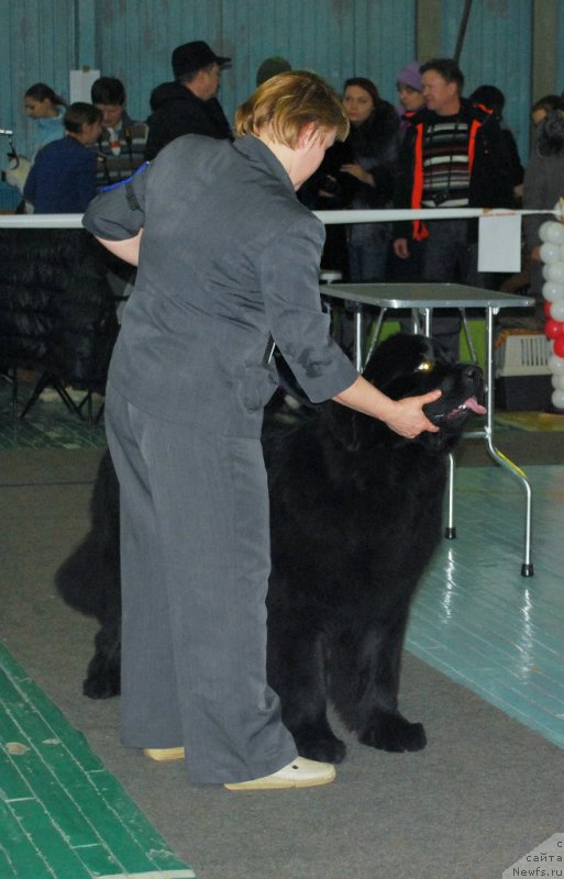 Фото: ньюфаундленд Супер Бизон Латино