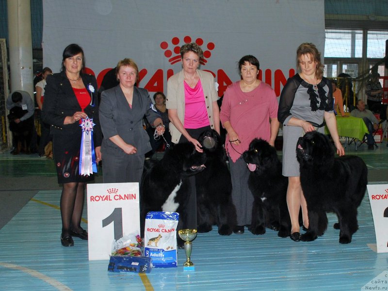 Фото: ньюфаундленд Супер Бизон Индия, ньюфаундленд Супер Бизон Лаутхани Лайма, ньюфаундленд Супер Бизон Лакшми Лана, ньюфаундленд Супер Бизон Латино