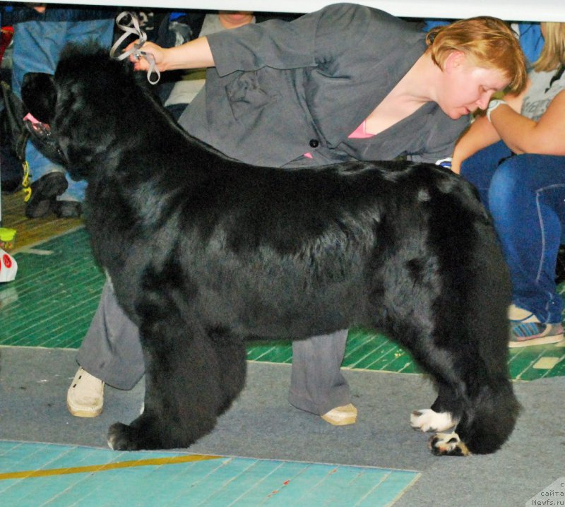 Фото: ньюфаундленд Супер Бизон Индия