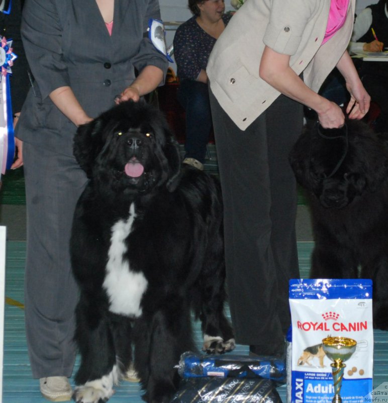 Фото: ньюфаундленд Супер Бизон Индия