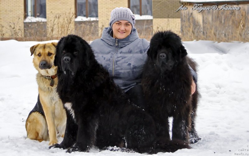 Фото: ньюфаундленд Русалочка из Племени Кедра (Rusalochka iz Plemeni Kedra), Елизавета Павлова, ньюфаундленд Эльбрус из Антаграда