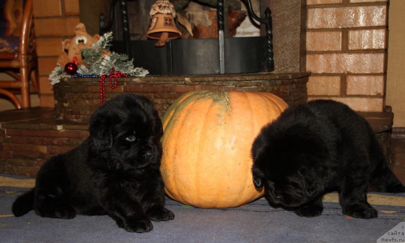 Фото: ньюфаундленд Angel Khranitel Vernon, ньюфаундленд Аллегро Кон Брио Династия Совершенства (Allegro Con Brio Dinastiya Soverchenstva)