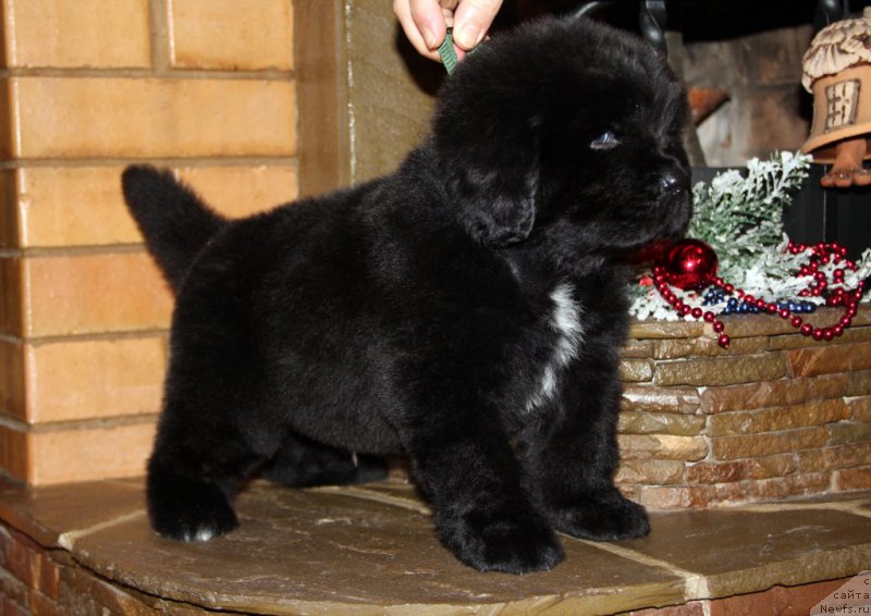 Фото: ньюфаундленд Angel Khranitel Vernon, ньюфаундленд Аллегро Кон Брио Династия Совершенства (Allegro Con Brio Dinastiya Soverchenstva)