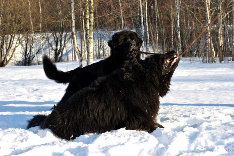 Фото: ньюфаундленд Бегущая по Волнам Византия де Люкс, ньюфаундленд Черный Чанк с Берега Дона (Chernyj Chank s Berega Dona)