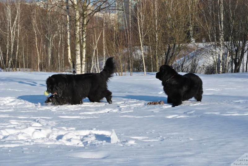 Фото: ньюфаундленд Бегущая по Волнам Византия де Люкс, ньюфаундленд Черный Чанк с Берега Дона (Chernyj Chank s Berega Dona)