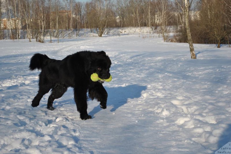 Фото: ньюфаундленд Черный Чанк с Берега Дона (Chernyj Chank s Berega Dona)